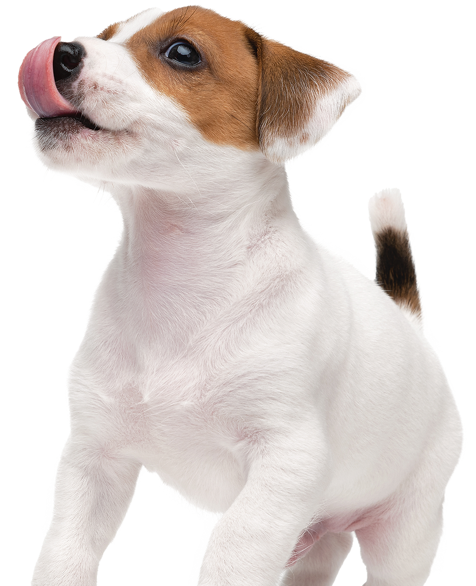 Silo-Frame-Puppy-Beagle-Lick.png