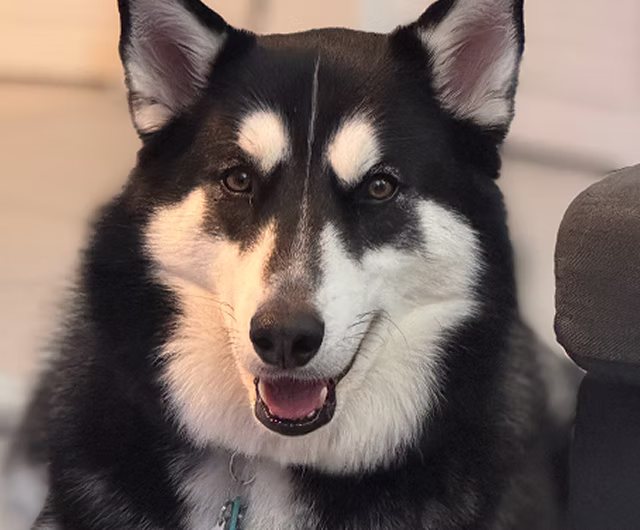 Kuro the dog