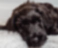 Ralphie the puppy