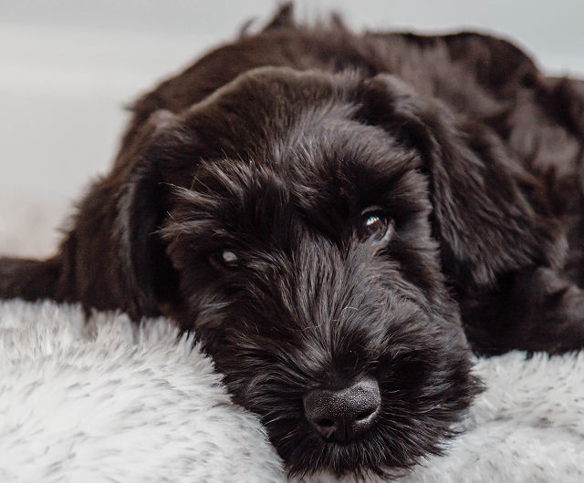 Testimonial-Dog-Diana.jpg