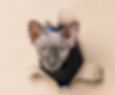 Asher the kitten