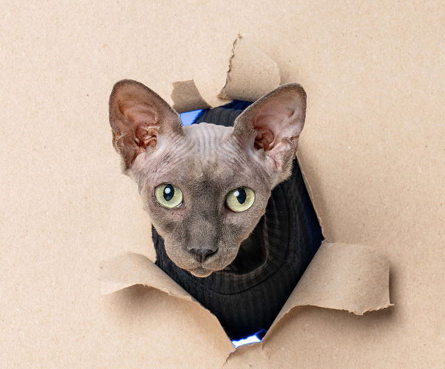Asher the kitten