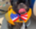 Pug dog Bartholomew who has Pumpkin Pet Insurance