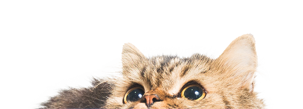 Cat looking up at the top of the page