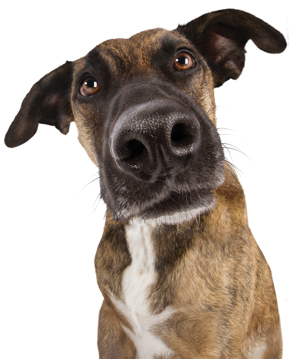 Large mixed breed dog with big ears