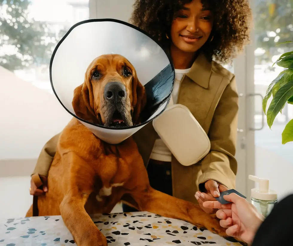 Dog with a cone is with his owner checking out at the vet clinic front desk.