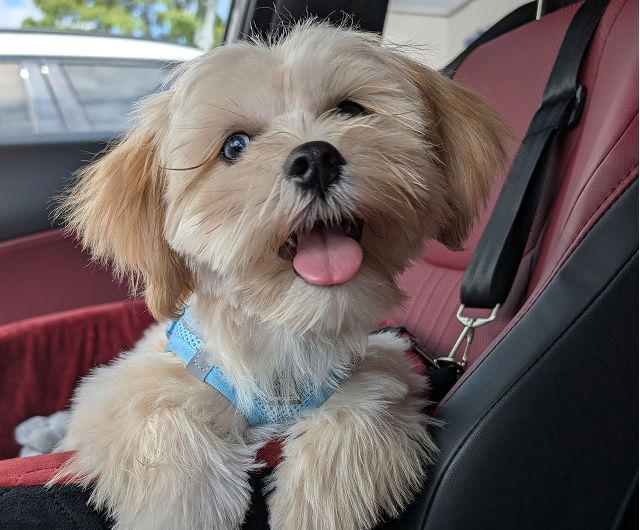 Testimonial-Dog-Milo.jpg