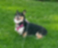 Corgi dog Rosie who has Pumpkin Pet Insurance