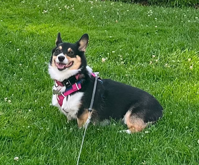 Corgi dog Rosie who has Pumpkin Pet Insurance