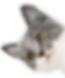 Small kitten looking out from side of screen