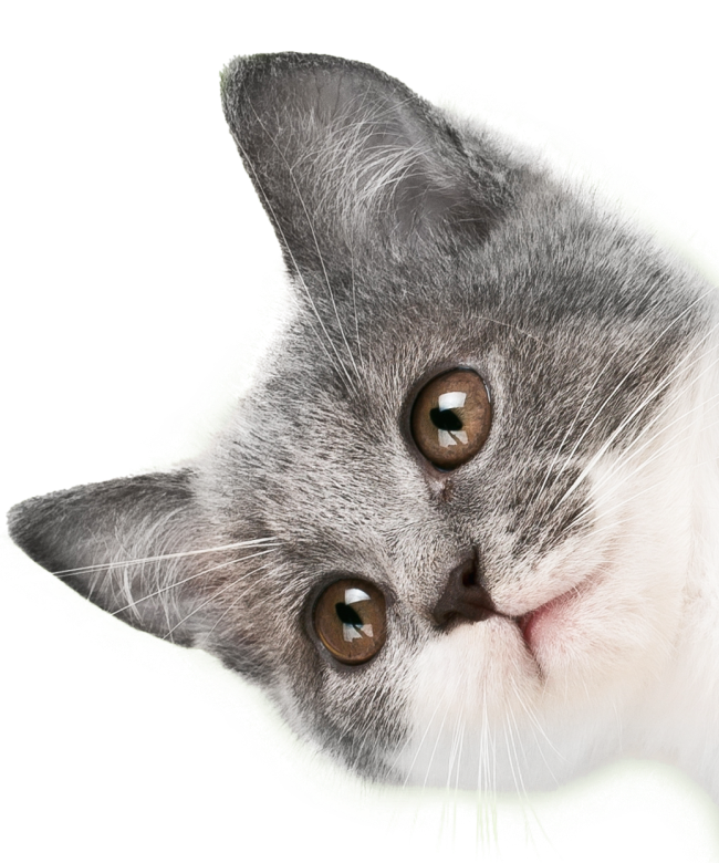 Small kitten looking out from side of screen
