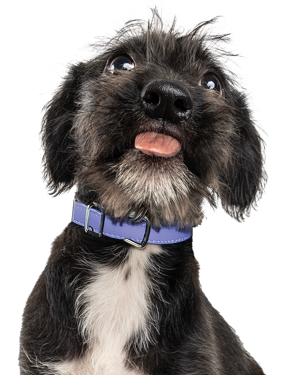 Small black puppy with it's tongue out