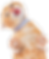Kitten licking the screen