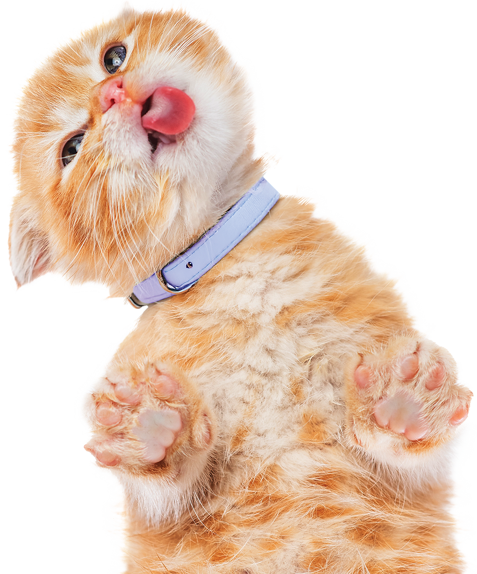 Kitten licking the screen