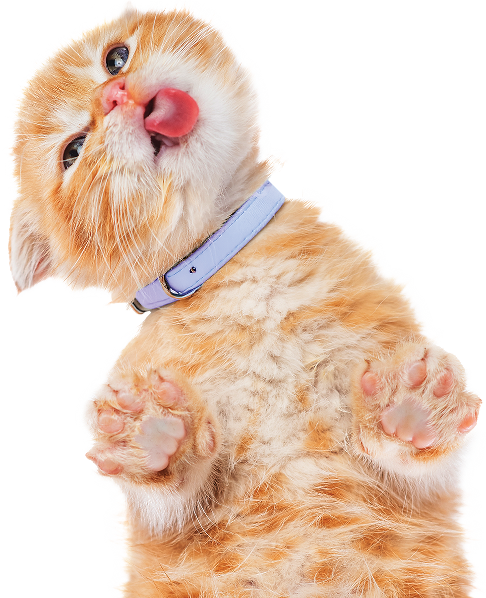 Silo-Frame-Kitten-Orange-Paw_Collar.png