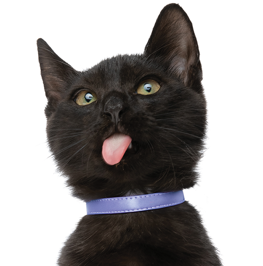 Silo-PEP_Carousel-800x800-Cat-Chocolate_Lab-Teef_Collar.png
