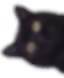 Black cat peeking out from the side of the screen