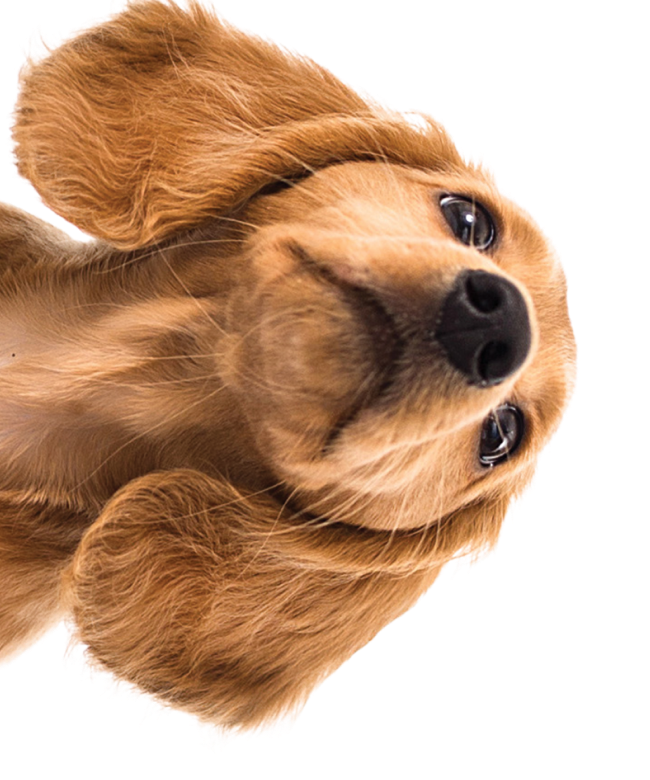 Silo-Sticky_Pet-Puppy-Dachshund.png