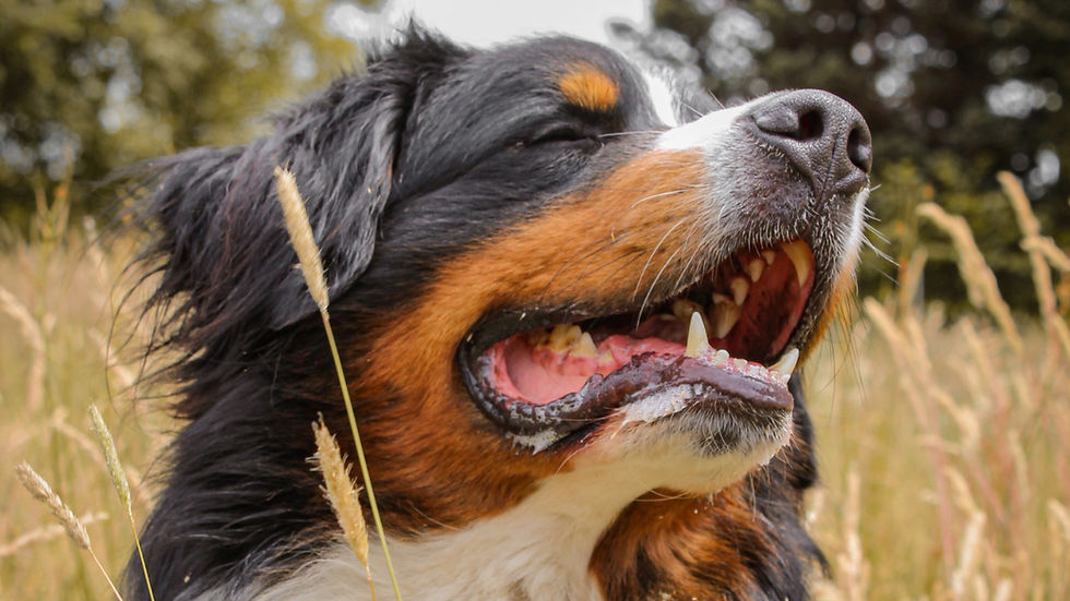 Close-up of a Bernese mountain with pink, healthy gums
