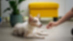 Puppy lying on tile floor takes oral vaccination
