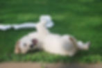 Dog Urinary Tract Infections: Signs To Look Out For