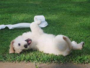 Playful puppy on grass, rolling over with a toilet paper roll. 