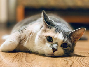 A cat lying on a wood floor