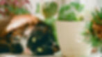 Black-and-brown cat lies beside potted succulents