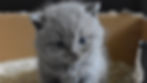 Gray kitten with blue eyes sitting in a cardboard box filled with kitty litter