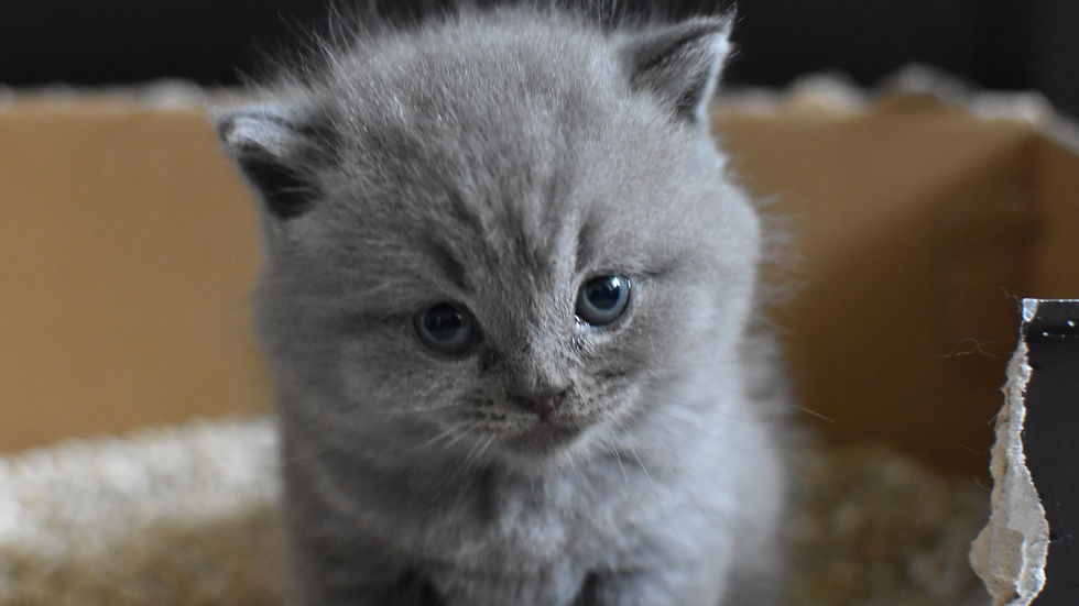 Gray kitten with blue eyes sitting in a cardboard box filled with kitty litter