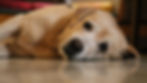 Tan dog lying on a floor indoors, in pain