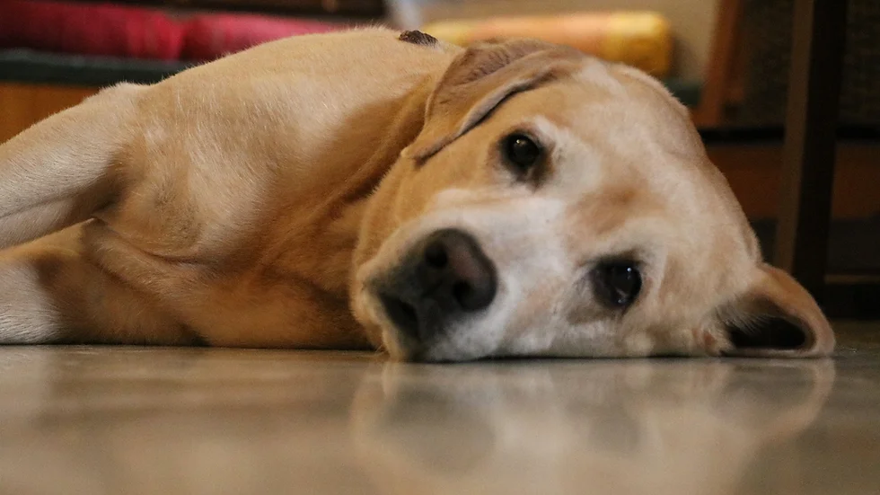 Tan dog lying on a floor indoors, in pain