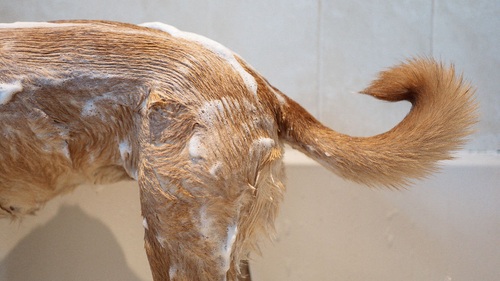 Wet tan dog being bathed