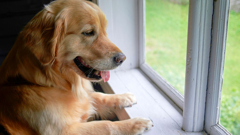 Golden retriever looks out a window, paws on the sill.