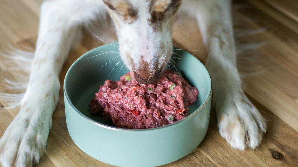 Dog eating pink raw meat