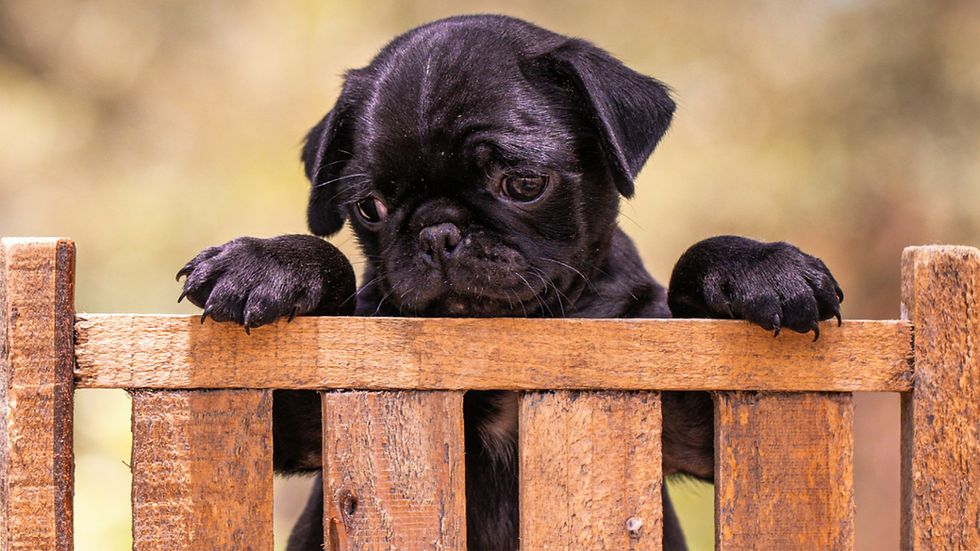 Black pug puppy peeks over a wooden fence