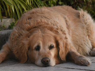Overweight dog laying on the ground