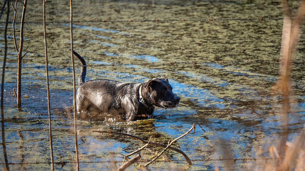 Black dog wades through shallow marsh water with blue-green algae
