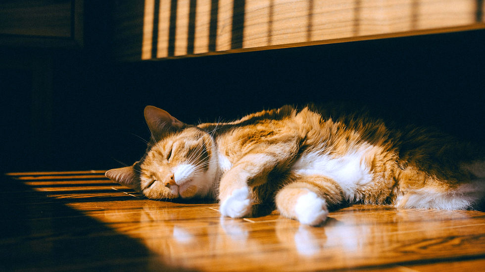 Fat orange tabby cat sleeping in a sunbeam