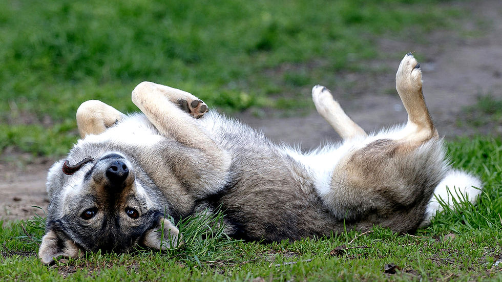 Itchy dog lying belly-up on grass