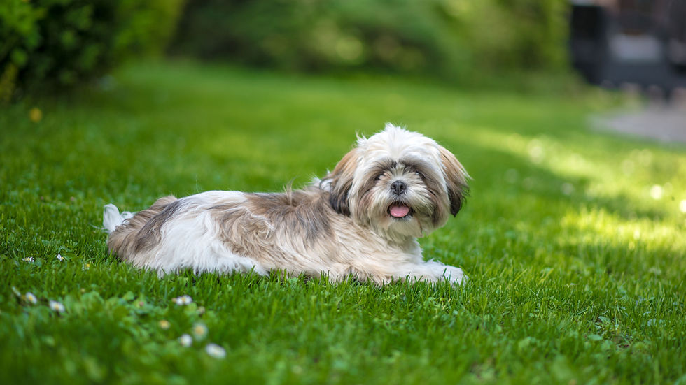 Fluffy Shih Tzu on a green lawn