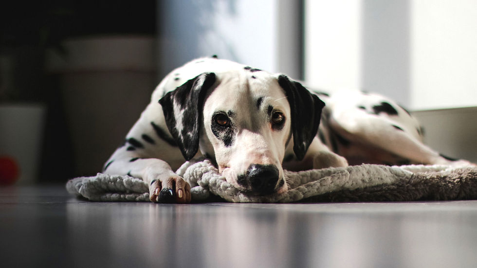 Dalmatian lying on a gray rug, looking lethargic