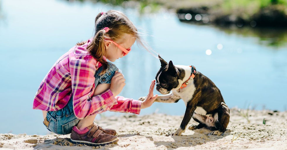 Girl gives high-five to a Boston Terrier dog by a lake. 