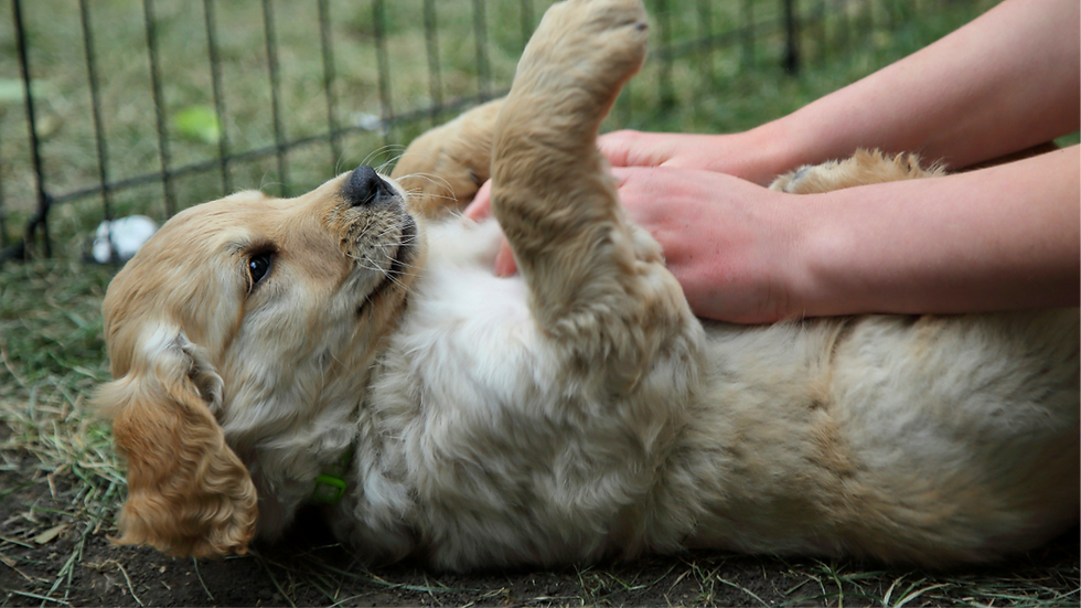 Golden puppy getting belly rubs