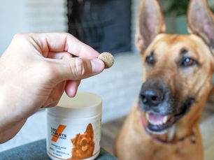 Dog looking at a joint supplement