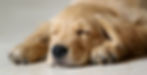 Golden retriever puppy sleeping on a light floor, paws tucked under its chin. 
