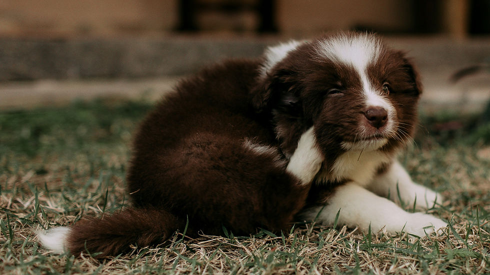 Puppy scratching their ear