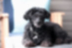 Older black dog lying on a porch