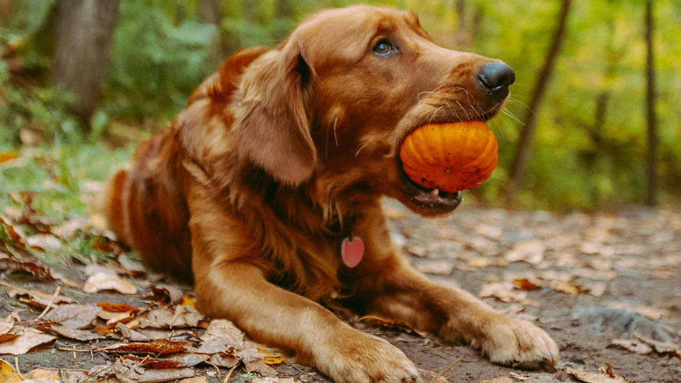 Golden retriever lying on a trail, holding a pumpkin in its mouth