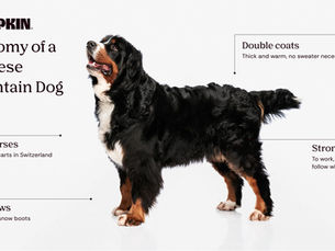 Anatomy of a Bernese Mountain Dog